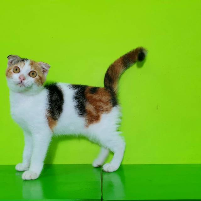 Kitten scotis fold female