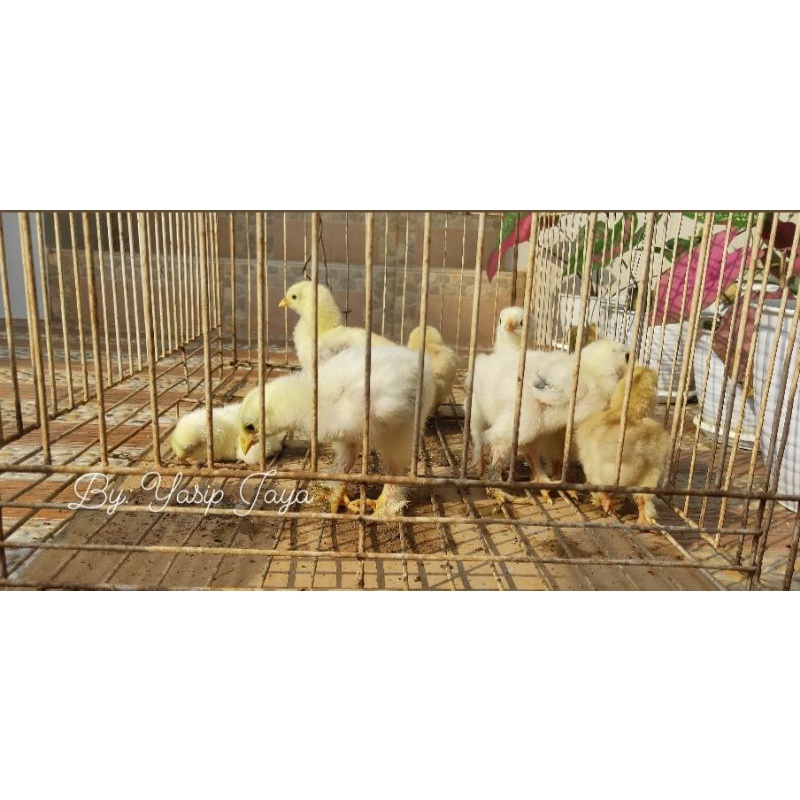 Anakan Ayam Brahma Umur 2-4 minggu