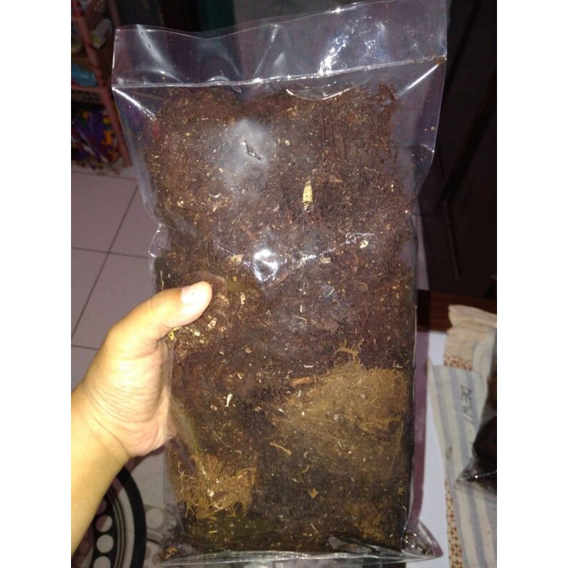 mos hitam akar kadaka media anggrek