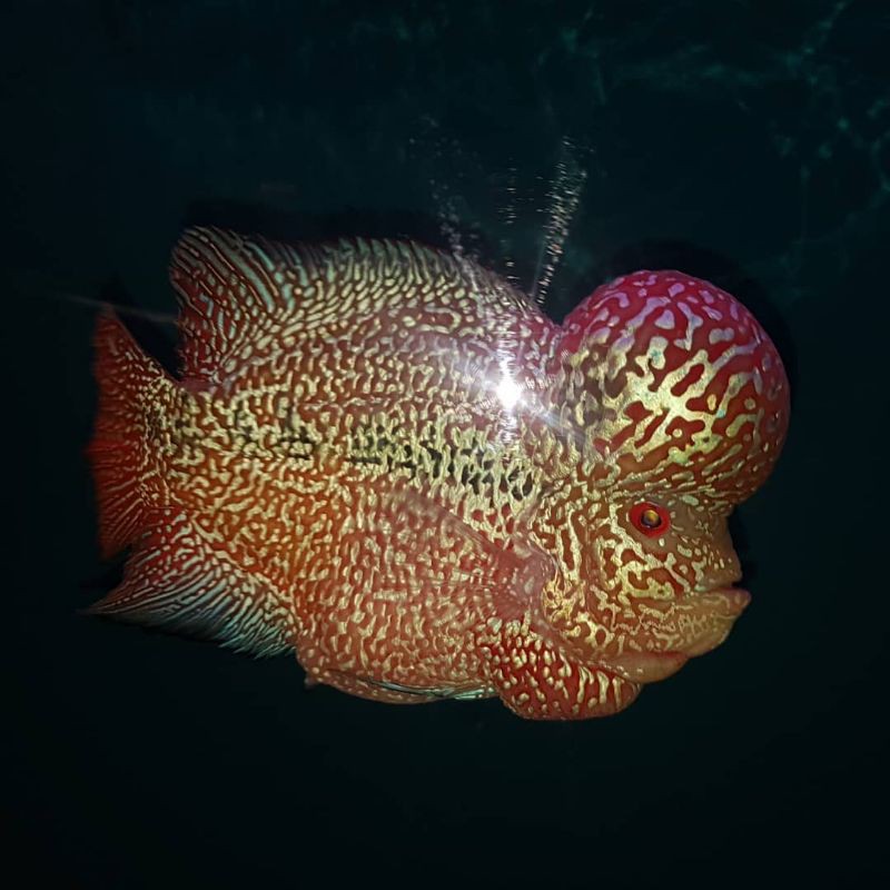 (COD) Burayak ikan Louhan Cencu Size 1 - 2 cm / Anakan ikan louhan Cencu Terlaris