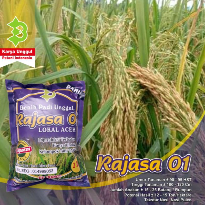 Benih Padi Rajasa 01-4