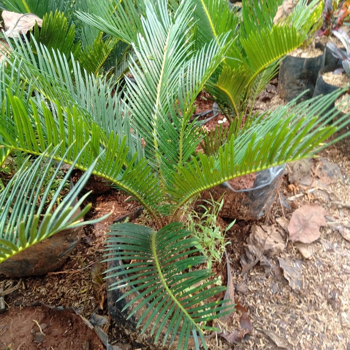 Tanaman hias sikas + pot tawon putih ukuran 24 / pohon palm sikas