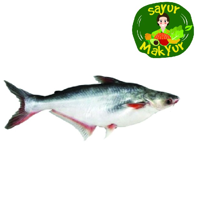 

Ikan Patin 1 kilogram| Sayur Mak Yur Medan | sayurmakyur