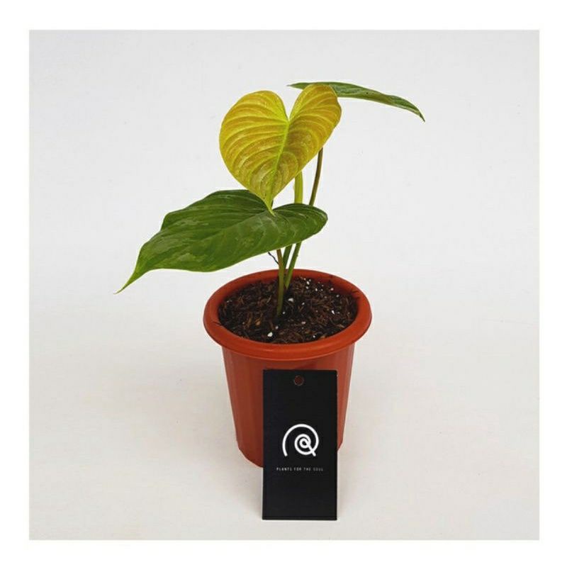 philodendron majestic