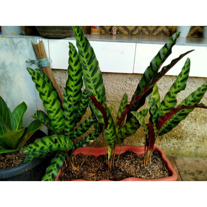 tanaman hias calathea bulu ayam