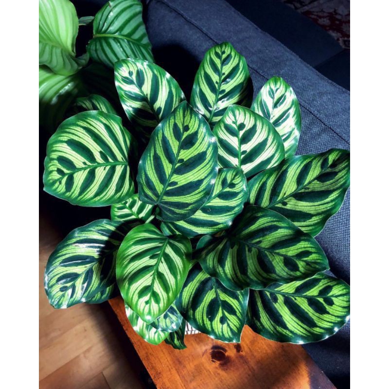 tanaman hias calathea makoyana - calathea makoyana