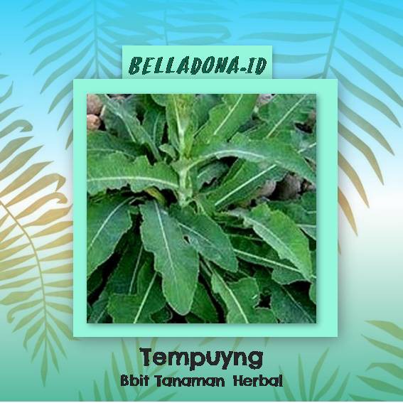

Bibit Tanaman Herbal Daun Tempuyung