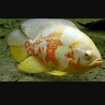 Oscar Short Body Tiger Albino Shortbody Astronotus Ocellatus American Cichlid