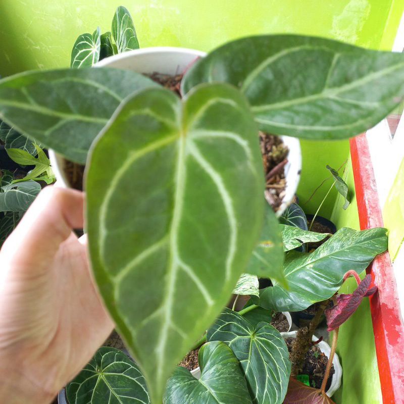 forgetii x desselery pesanan khusus