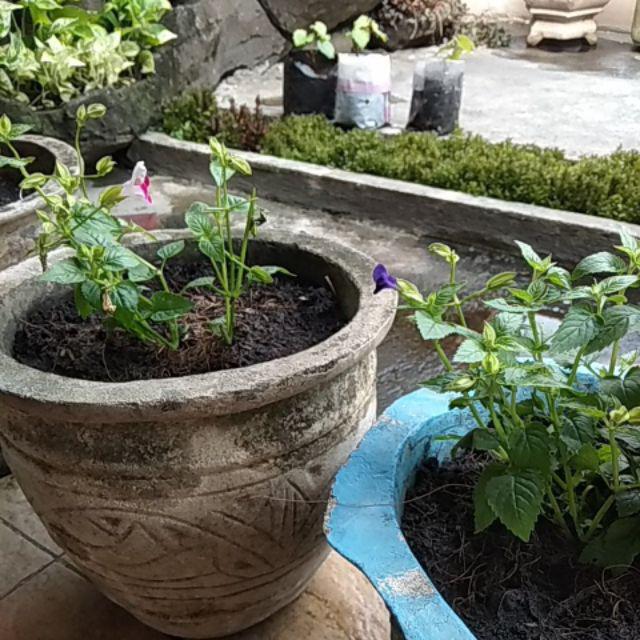 Tanaman Hias Torenia Pink