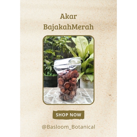 

Akar bajakah Kalalawit Merah