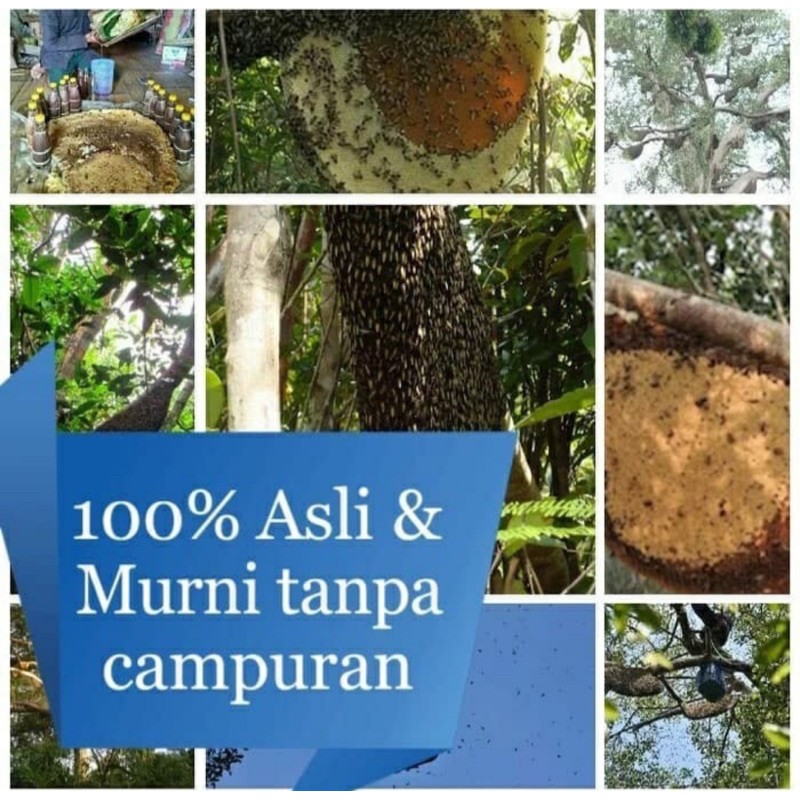 

madu hitam asli baduy asli kalimantan madu hutan madu murni