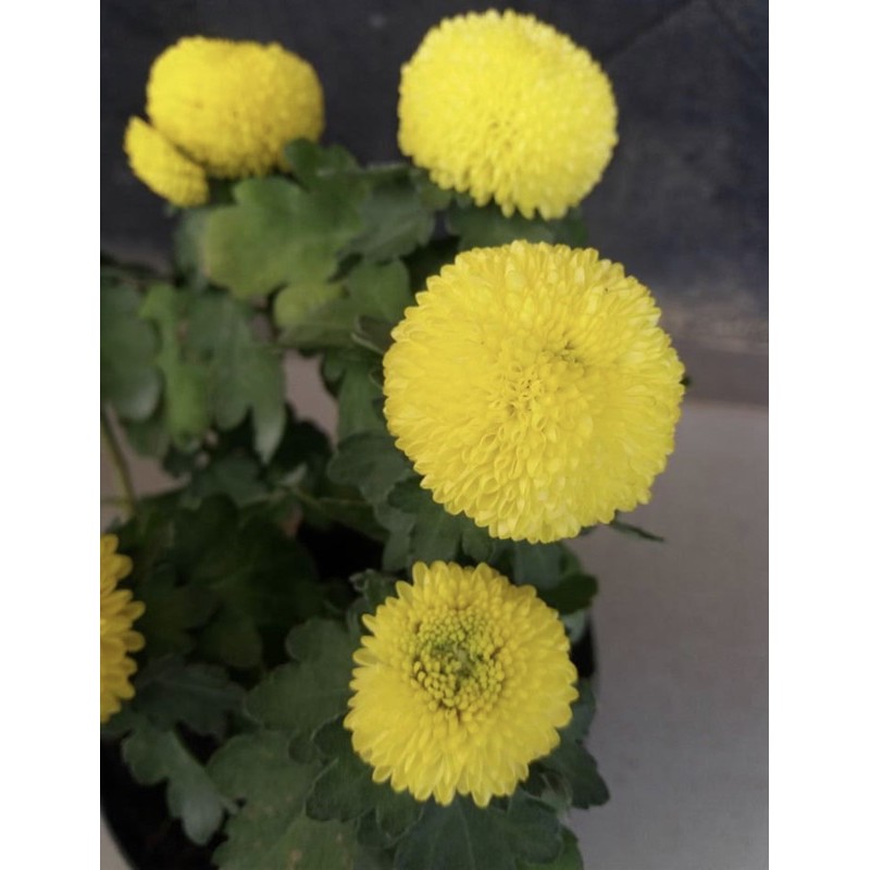 Bunga krisan pingpong kuning (Sudah Berbunga)