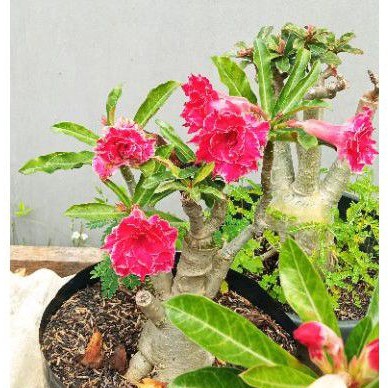 tanaman hias bunga adenium bunga tumpuk merah