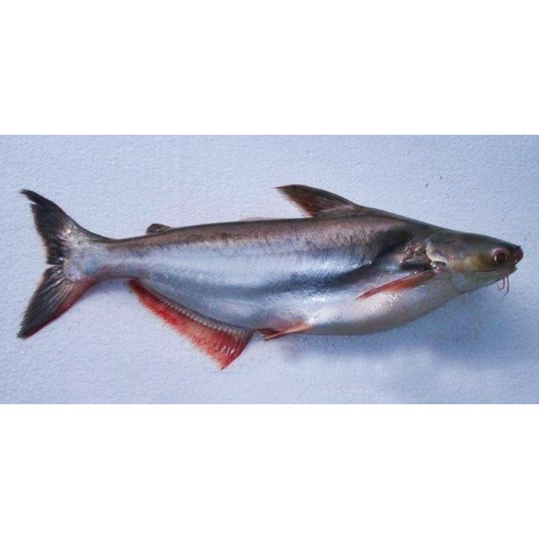 

Ikan Patin Merah fresh 1000 gram | 1 kg