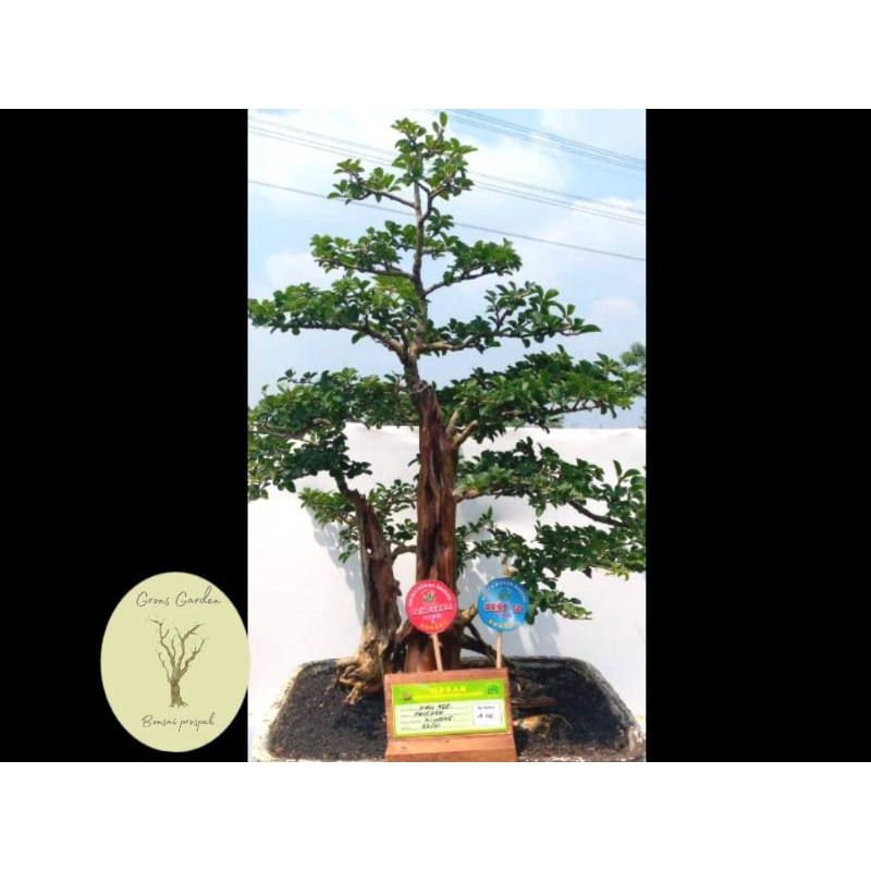 Bonsai Sisir Kaliage Prestasi kelas prospek