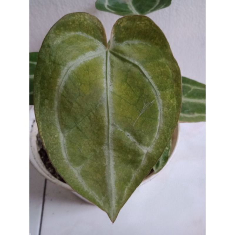Bonggol Anthurium Kuping Gajah AOS/Ace Of SPADES VARIGATA, daun segarr.