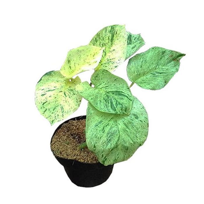 Sirih Belanda Putih Varigata