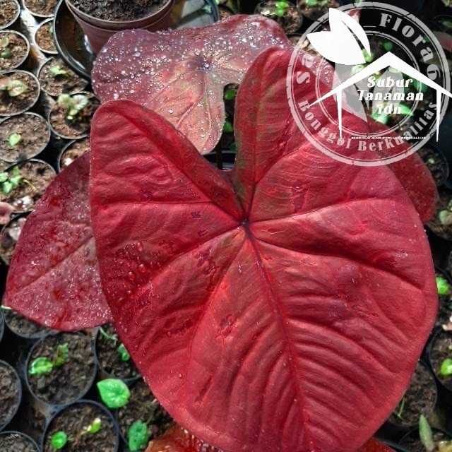 NEW promo Bonggol keladi Red Dragon/ Caladium red dragon Bonggol