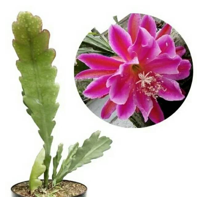 Tanaman Wijaya kusuma california