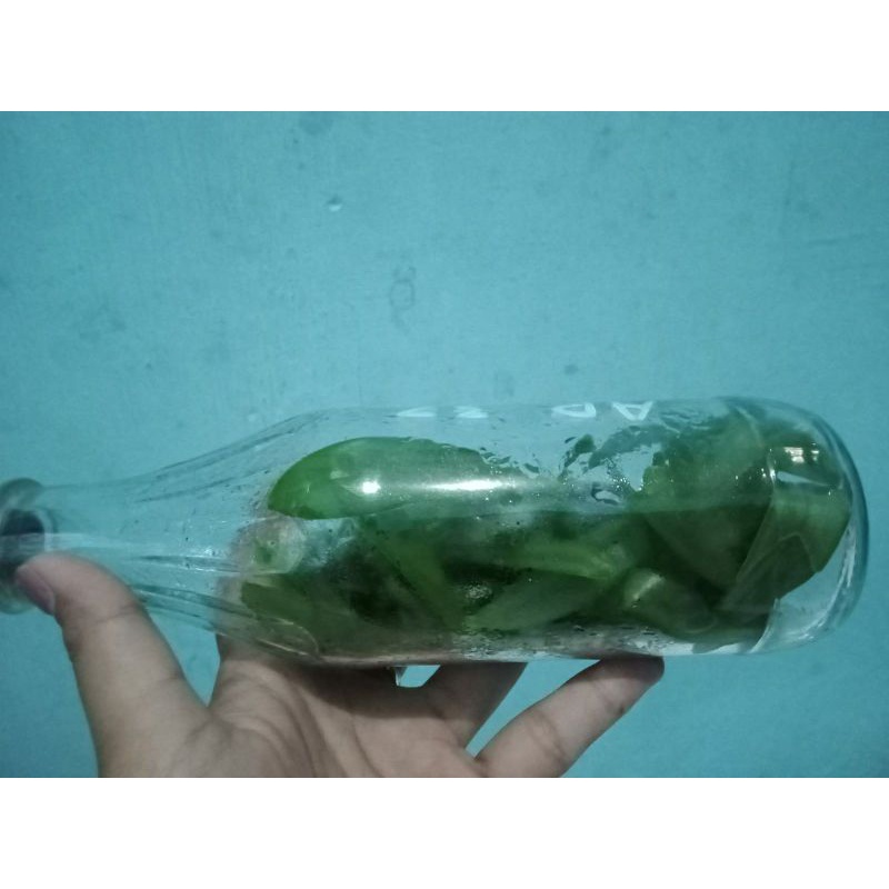 Bibit Botol Phalaenopsis Gigantea x Phalaenopsis venosa