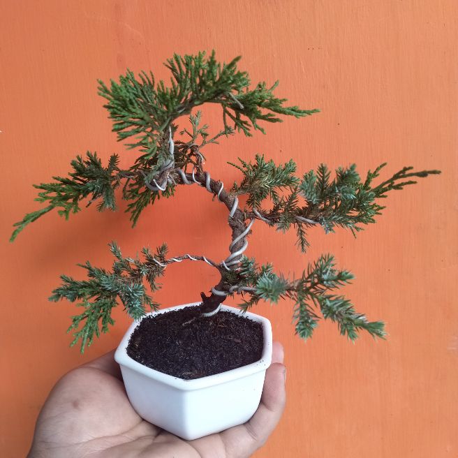 bonsai cemara sinensis (bahan bonsai sinensis mame)