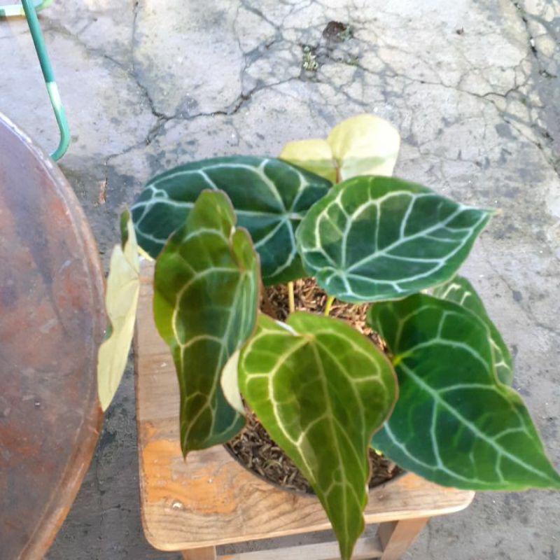 anturium kuping gajah