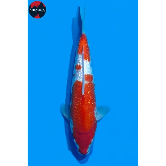 Koi Kohaku Ginrin Sinoda Farm 35CM Sertifikat Breeder Import Jepang