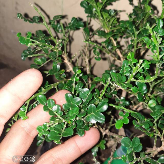 Pohon Bonsai Kemuning Super Micro