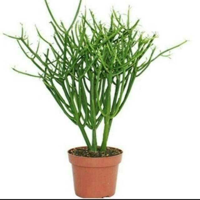 Tanaman Herbal Patah Tulang / Pohon Herbal Obat Patah Tulang