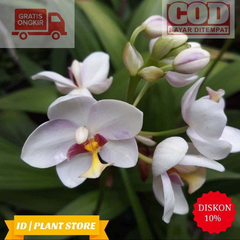 Tanaman hias anggrek tanah putih-bunga anggrek putih-tanaman hidup