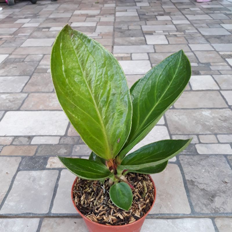 Jemani Mangkok garuda