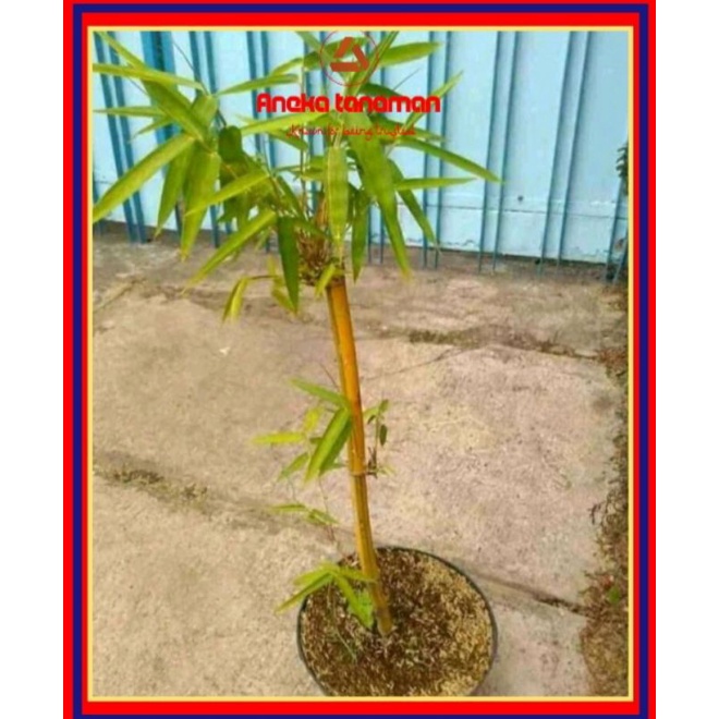 Bambu kuning asli / Tanaman hias bambu kuning