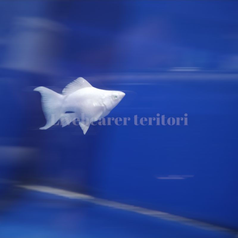 ikan hias molly platinum ballon lyretail (blue eyes)