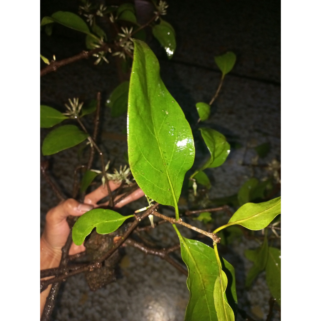benalu mangga