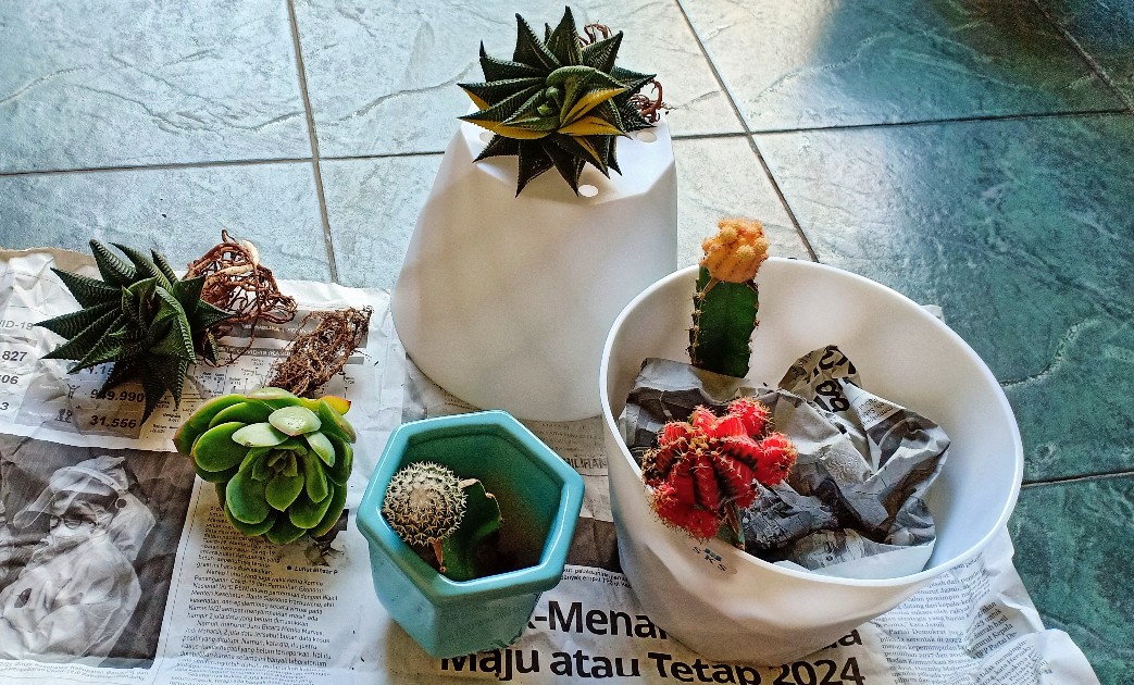 1pot Kaktus Gimno Trikaler