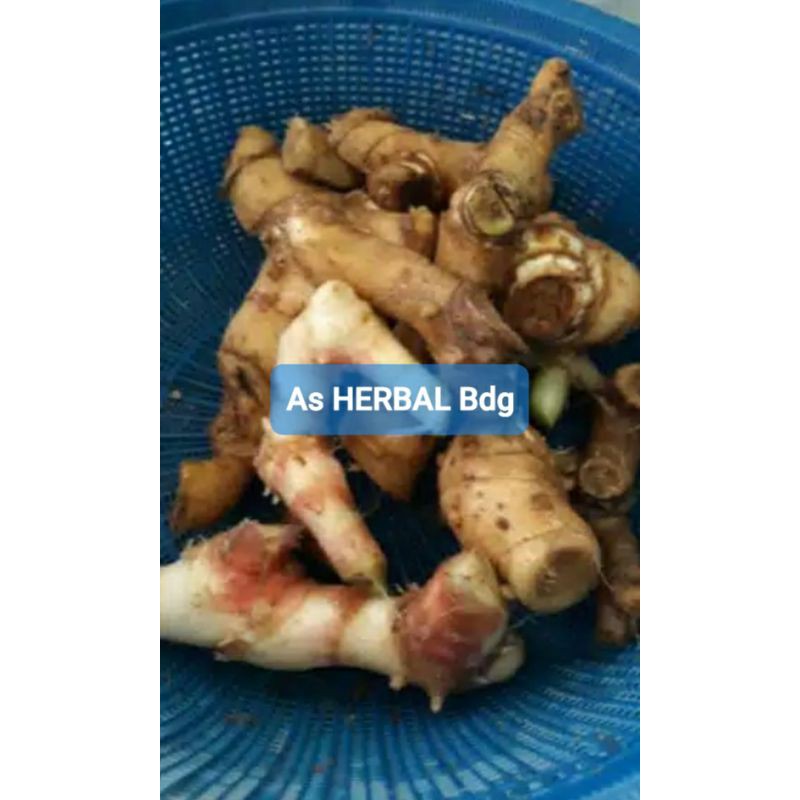 

Rimpang Pacing Segar 1 Kg / umbi pacing segar-az