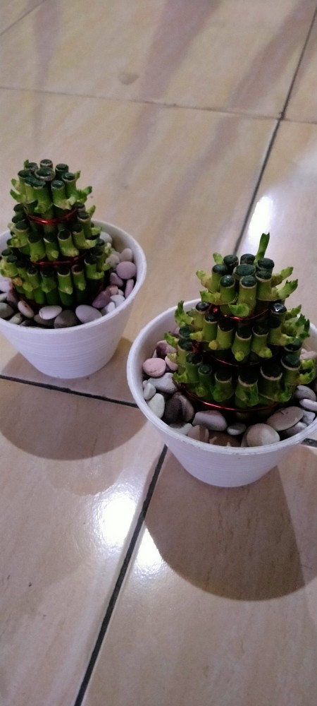 Bambu Hoki / Lucky Bamboo / Bambu Rejeki / Bambu Cina/ Bambu Mini