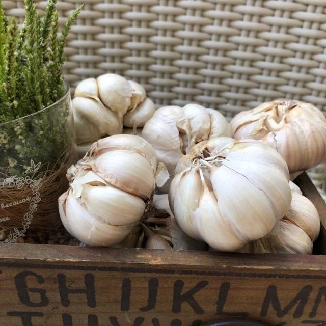 

Bawang Putih