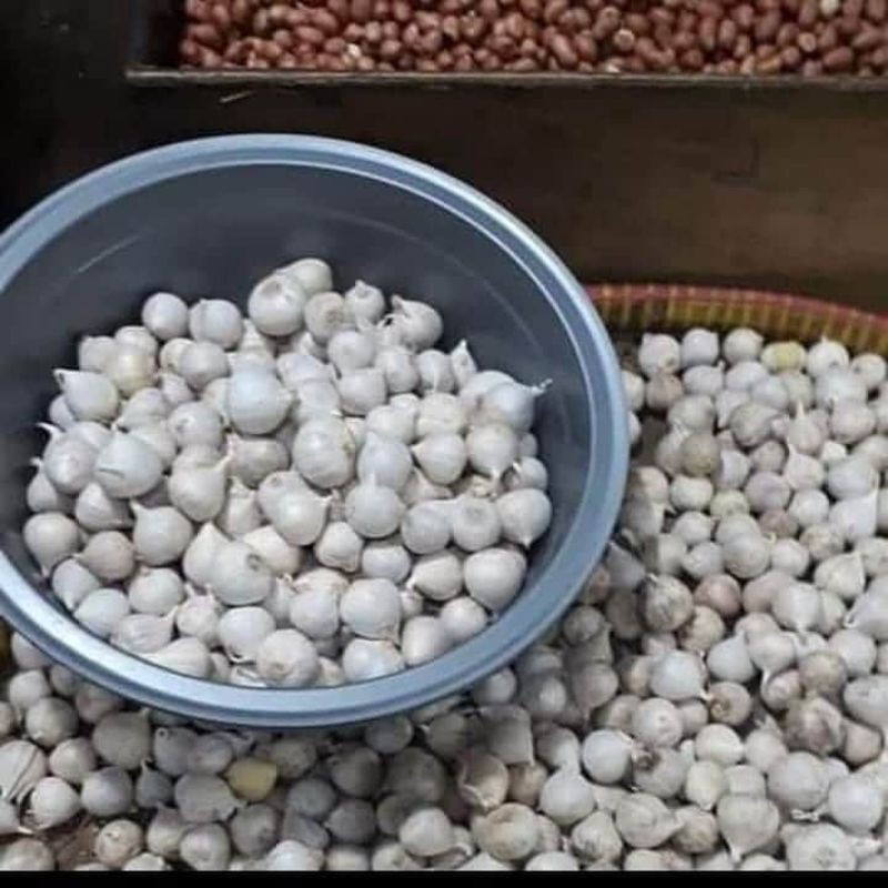 

Bawang Putih Tunggal 140.000