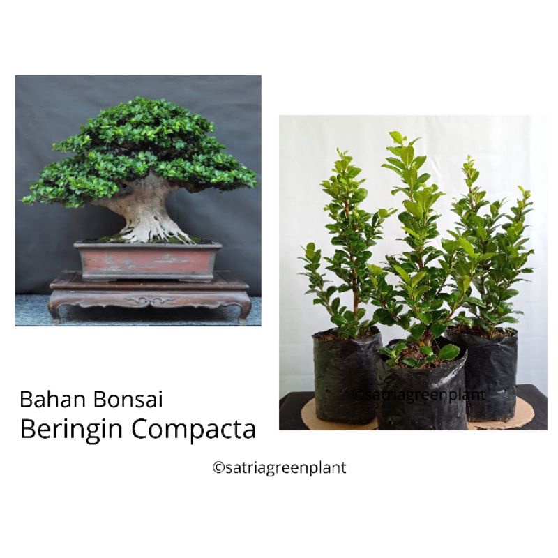 Bahan Bonsai Ficus Compacta