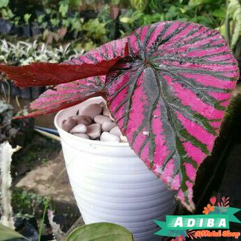 Tanaman Hias Begonia Rex Walet Brevirimosa