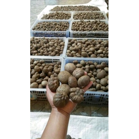 BIBIT PORANG BIBIT UMBI PORANG SUDAH KARANTINA BIBIT KATAK DAN BUNGA SPORA