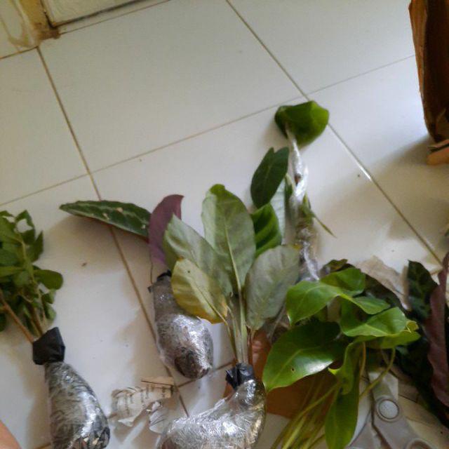 Promo Paket 4 Jenis Calathea - Kalatea Makoyana-bulu Ayam-tisue-drak Stars
