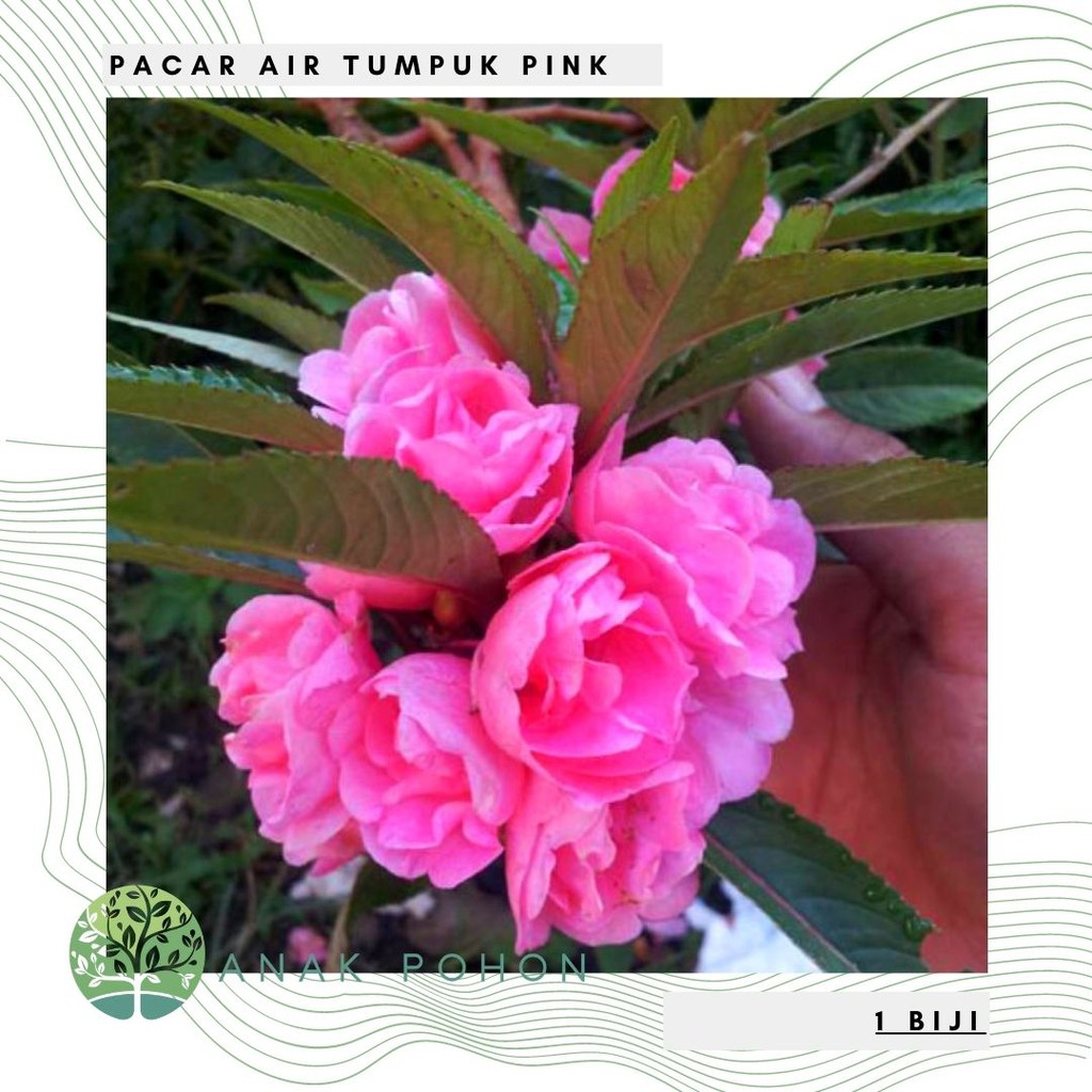 Benih Bibit Biji - Bunga Pacar Air Tumpuk PINK / Pink Rose Balsam Impatiens Balsamina Seeds