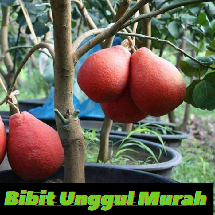 Bibit Jeruk asli red pamelo