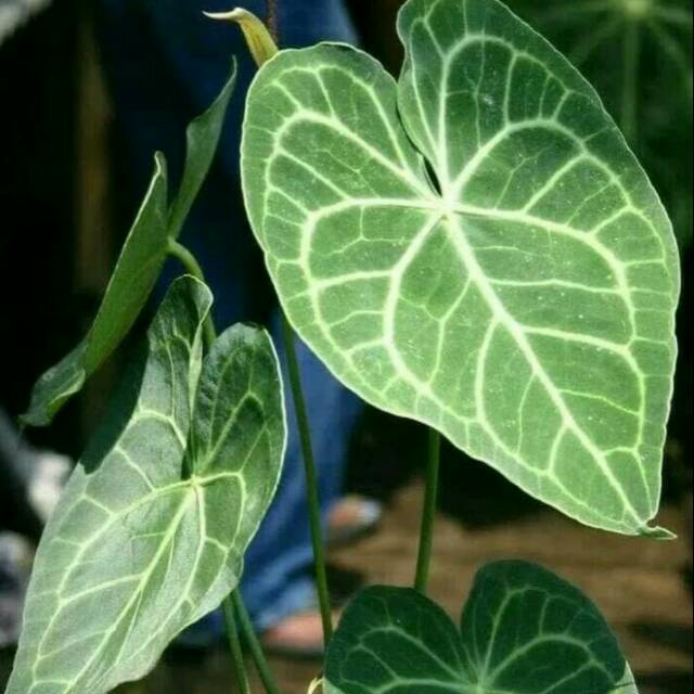 Tanaman hias kuping gajah -anturium kuping gajah