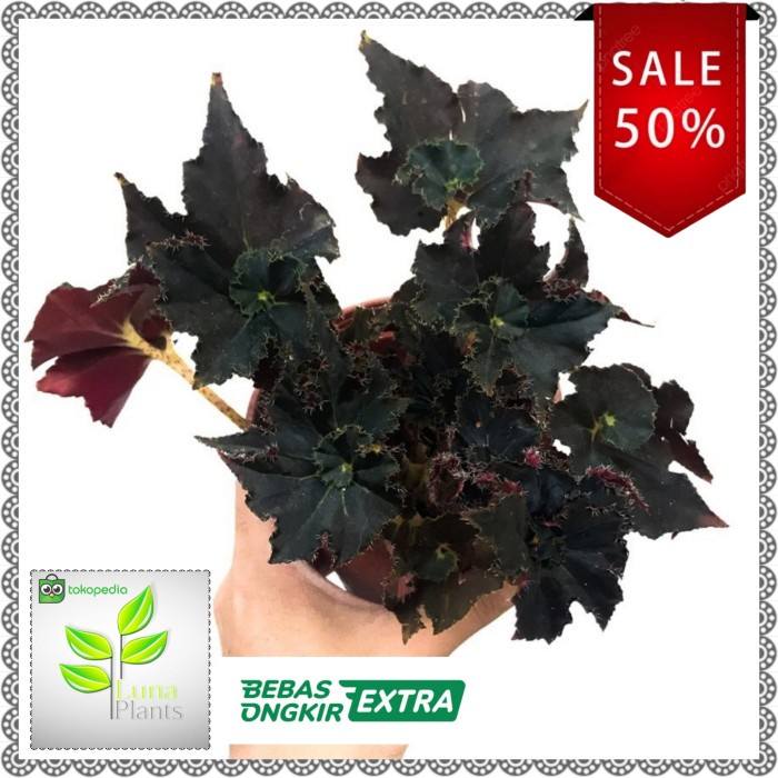begonia black mamba / begonia keong hitam / tanaman hias begonia
