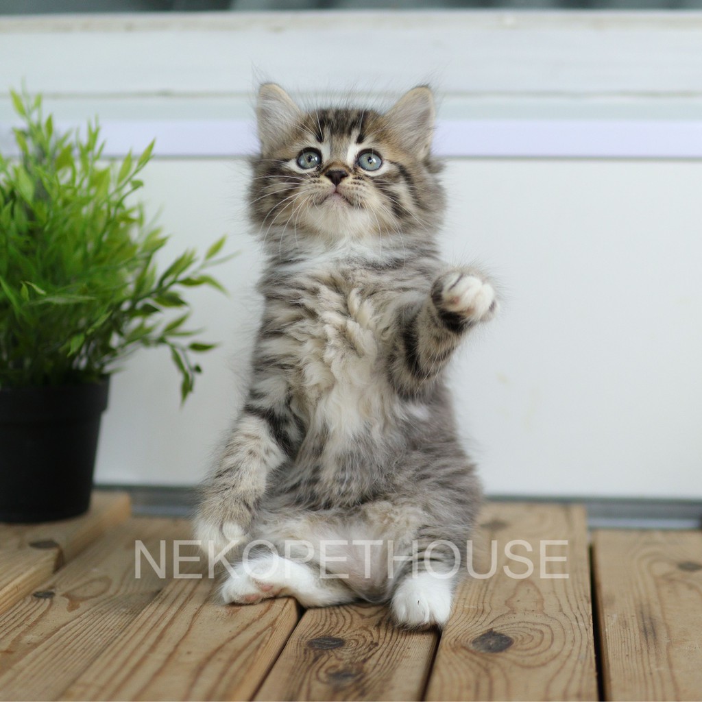 Kucing Persia mix MaineCoon 2.5 bulan