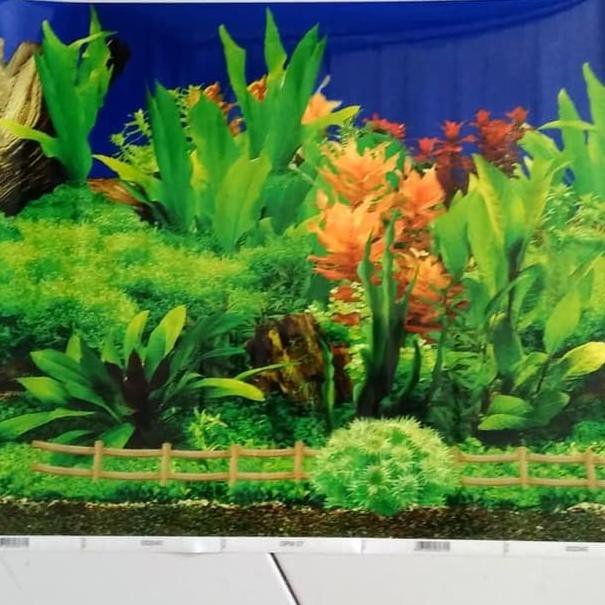 Kned Teh Wallpaper Background Aquarium 40cm Shopee Indonesia